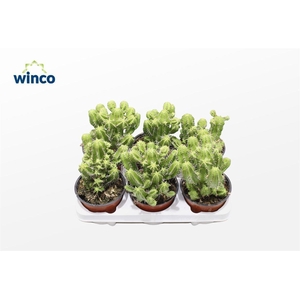 Euphorbia Fructicosa