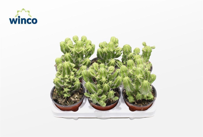 <h4>Euphorbia Fructicosa</h4>