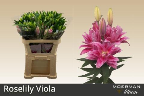 <h4>LI OR DU RL VIOLA</h4>