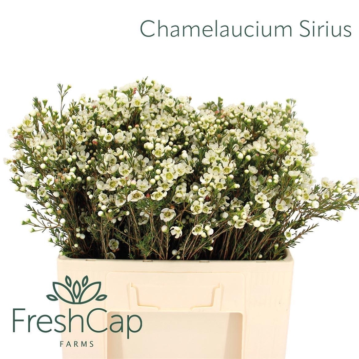 <h4>CHAME ME SIRIUS</h4>