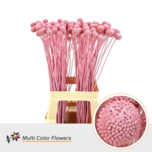 Craspedia Rose Licht