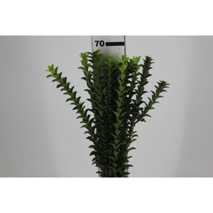 FOLHAGEM PORTUGUESA 070 CM