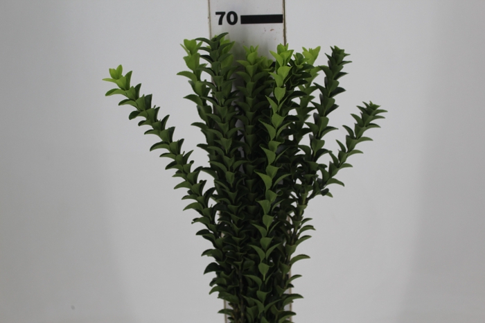 <h4>FOLHAGEM PORTUGUESA 070 CM</h4>