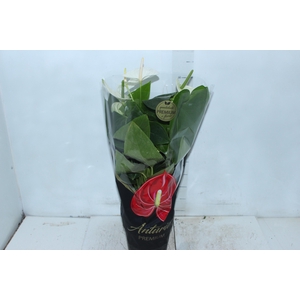 ANTHURIUM ALASKA P17 PREMIUM