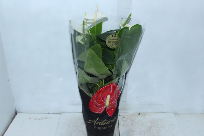 <h4>ANTHURIUM ALASKA P17 PREMIUM</h4>