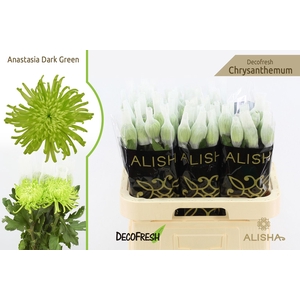 Chr G Anastasia Dark Green