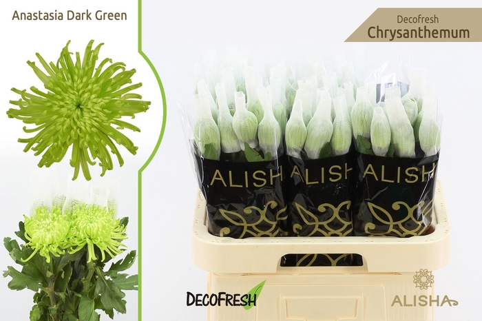 Chr G Anastasia Dark Green