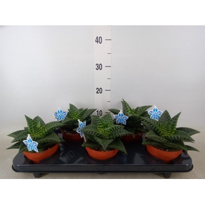 xGasteraloe  'Tiki Zilla'