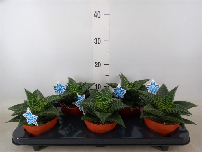 <h4>xGasteraloe  'Tiki Zilla'</h4>