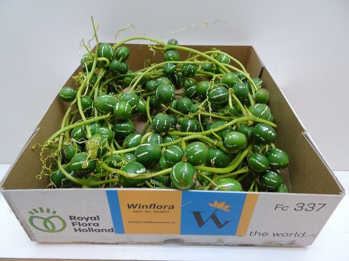 <h4>Diplocyclos Green Winfield</h4>
