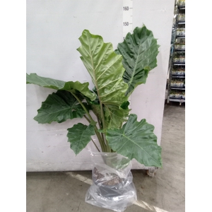 Alocasia portodora
