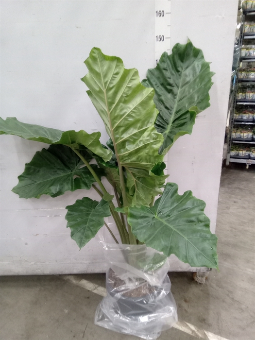<h4>Alocasia portodora</h4>