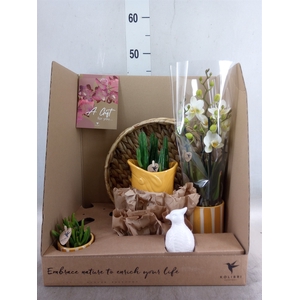 Arr.  Phalaenopsis H%