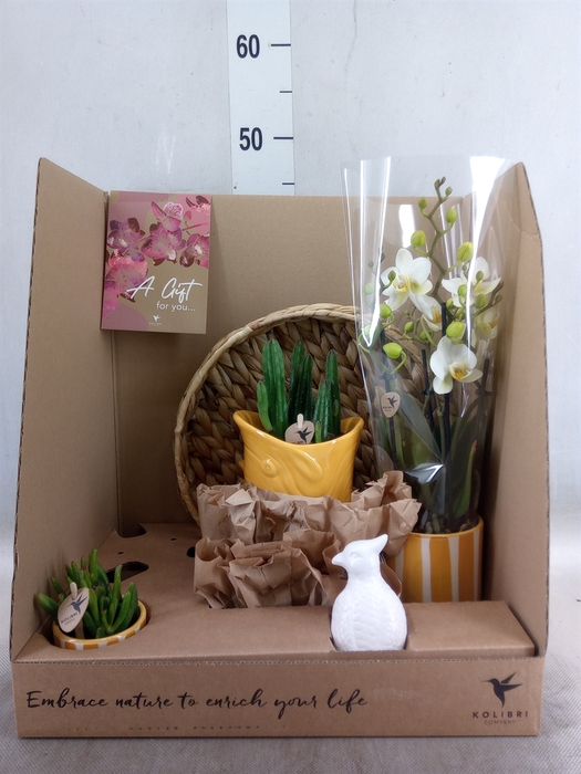 <h4>Arr.  Phalaenopsis H%</h4>