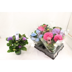 HYDR M MAG REVOLUTIO