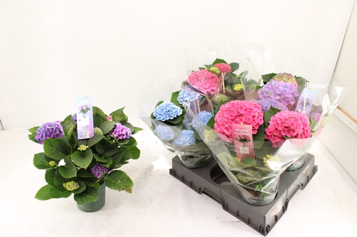 <h4>HYDR M MAG REVOLUTIO</h4>