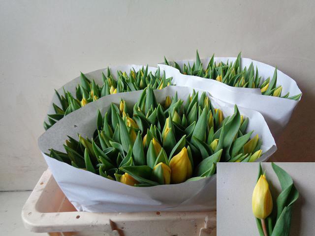 <h4>TU EN STRONG GOLD</h4>