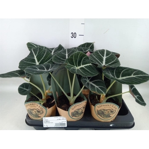 Alocasia   ...