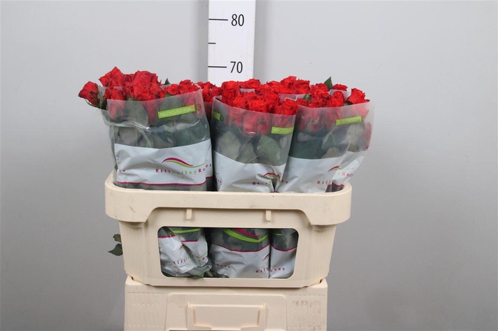 <h4>R Gr Bright Torch</h4>