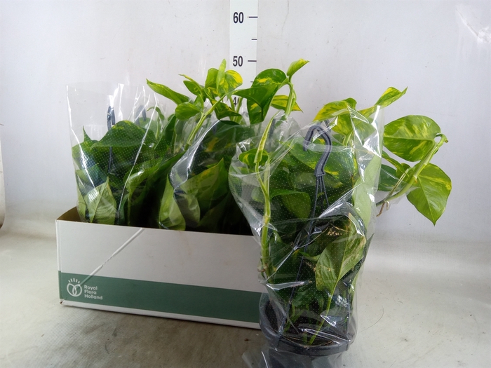 <h4>Epipremnum pinn.   HG</h4>