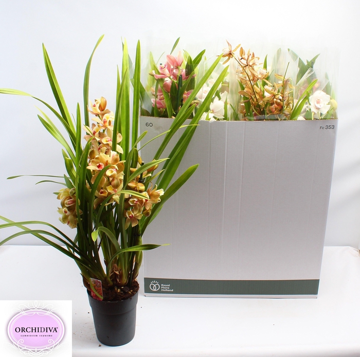 <h4>CYMB GEMENGD</h4>