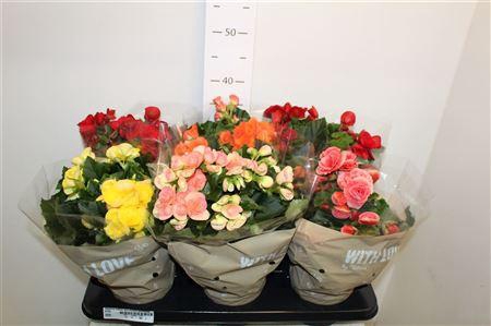 <h4>Begonia Elatior Grp Dubbel Gemengd</h4>