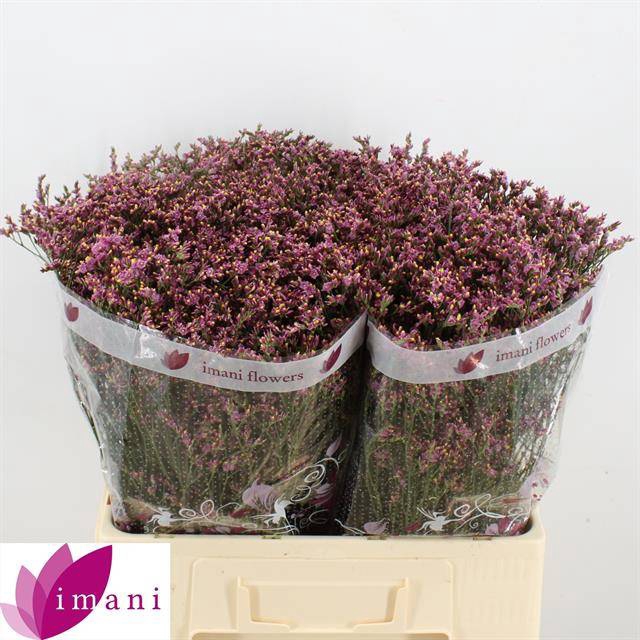 <h4>Limonium Scarlet Diamond Imani</h4>