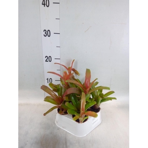 Nidularium  'Fire Ball'