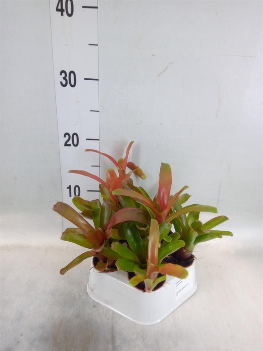 <h4>Nidularium  'Fire Ball'</h4>