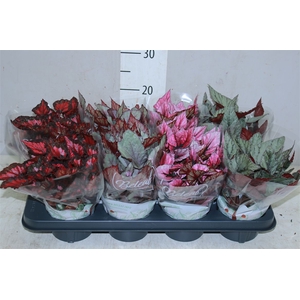 Begonia Blad Beleaf Gemengd