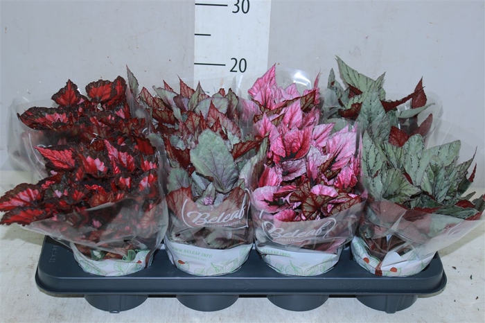 <h4>Begonia Blad Beleaf Gemengd</h4>