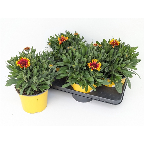 <h4>Gaillardia SpinTop T17</h4>