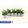Platyco Gr Pst White