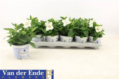 Platyco Gr Pst White