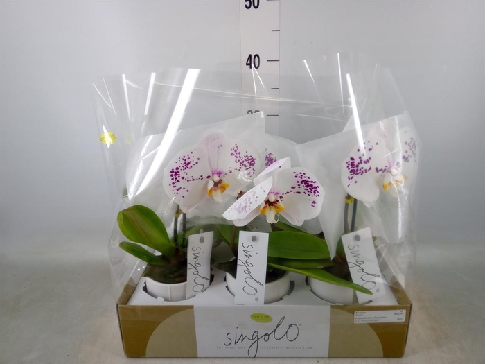 <h4>Phalaenopsis ...</h4>