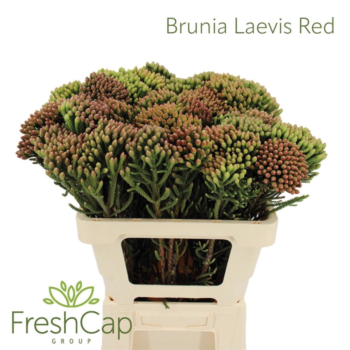 Brunia Leavis Red