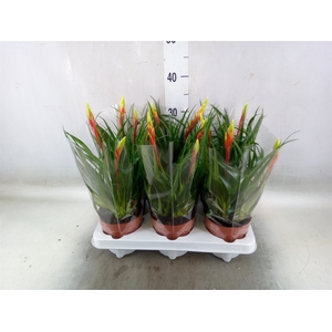 Vriesea  'Shannon'