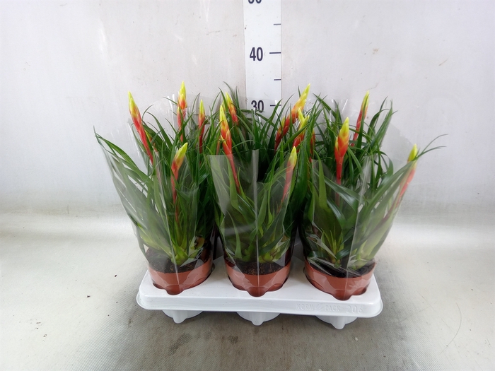 <h4>Vriesea  'Shannon'</h4>