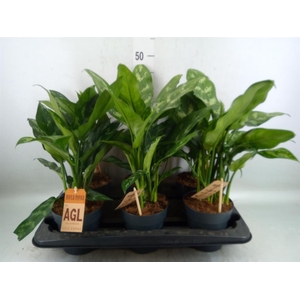 Aglaonema  'Maria'