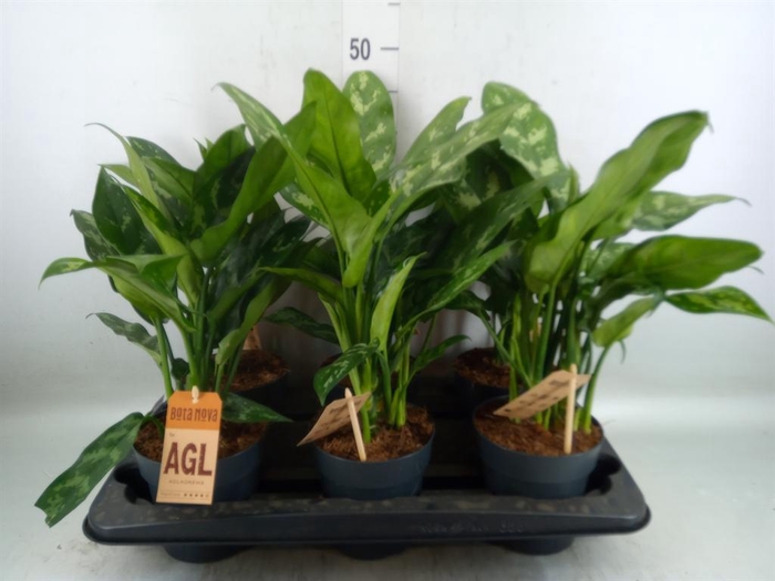 <h4>Aglaonema  'Maria'</h4>