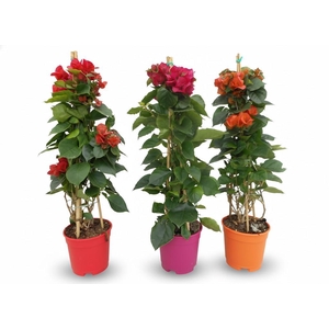 Bougainvillea overig