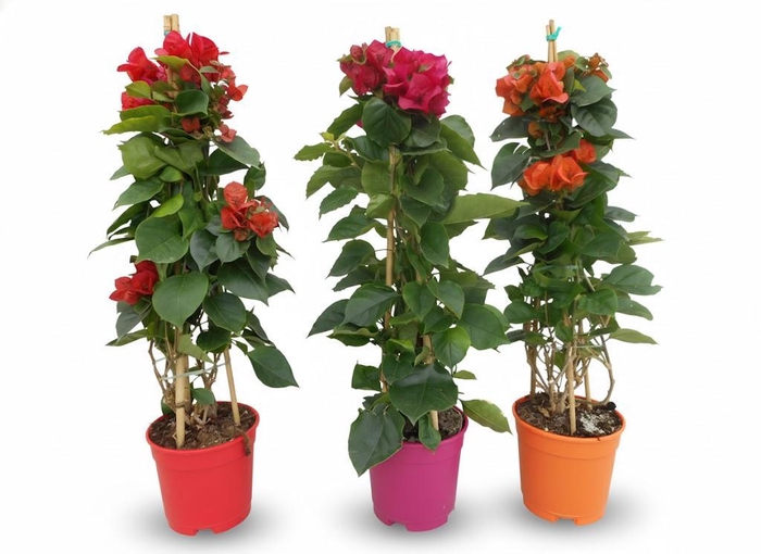 <h4>Bougainvillea overig</h4>