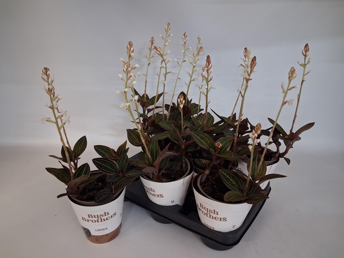 <h4>LUD DISCOLOR</h4>