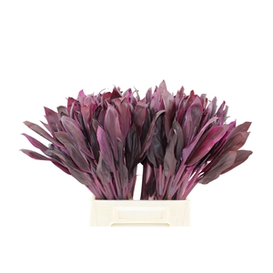 Cordyline Red Fire