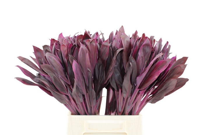 <h4>Cordyline Red Fire</h4>