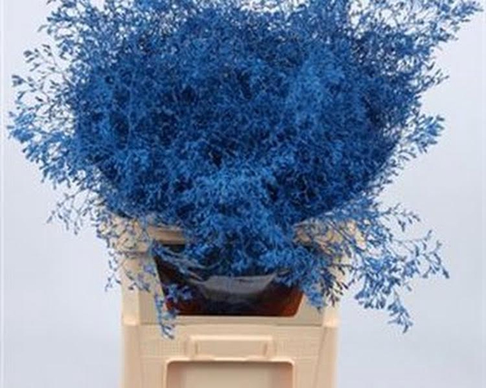 Limonium Beltlaard Klb Blue
