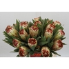 Protea Aurumn