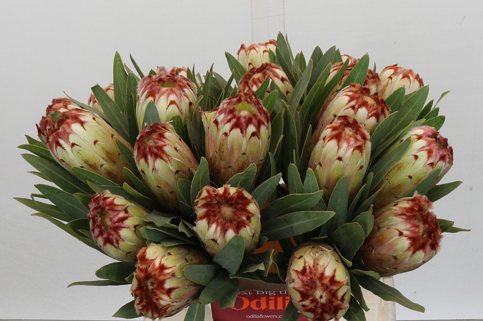 Protea Aurumn