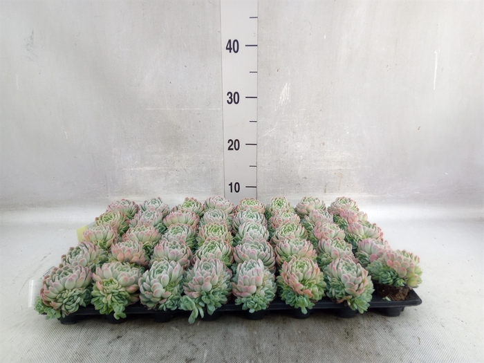 <h4>Echeveria   ...</h4>