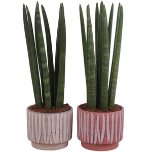 Sansevieria Cylindrica Straight 10 Leaf in Ø14cm Ceramic NT667